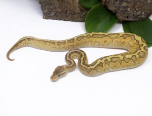 53-3B-Raven-Emperor-Pin_2025_1-300x229 53-3B Raven Emperor Pin_2025_1