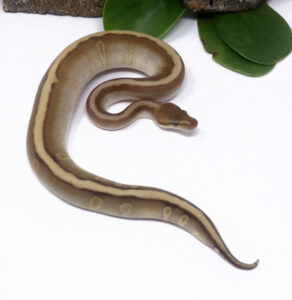 53-6B-Mahogany-HGW-Mojave_2025_1-292x300 53-6B Mahogany HGW Mojave_2025_1