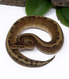 53-6C-Mahogany-HGW-Enchi_2025_1-265x300 53-6C Mahogany HGW Enchi_2025_1