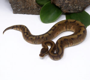 53-7A-Mahogany-HGW-Enchi_2025_1-300x267 53-7A Mahogany HGW Enchi_2025_1