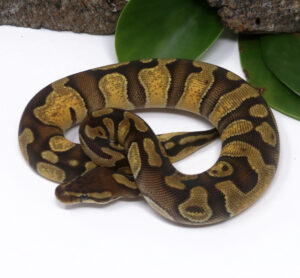 53-7B-Mahogany-Enchi_2025_1-300x278 53-7B Mahogany Enchi_2025_1