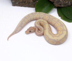 53-8B-Banana-Fire_2025_1-300x255 53-8B Banana Fire_2025_1