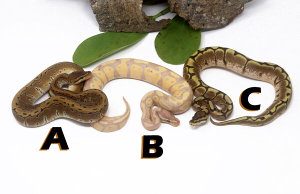 GB1482-600x388 Ball Pythons and other Reptiles for sale