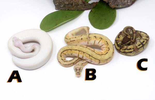 GB1483-600x387 Ball Pythons and other Reptiles for sale