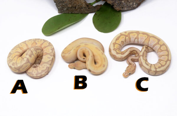 GB1486-600x396 Ball Pythons and other Reptiles for sale