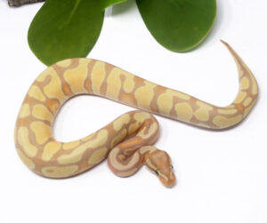 53-15C-Banana-Enchi_2025_1-300x251 53-15C Banana Enchi_2025_1