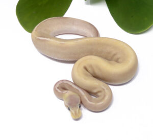 54-2A-Banana-GHI-Pastave_2025_1-300x274 54-2A Banana GHI Pastave_2025_1