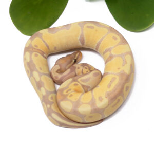 54-8C-Banana_2025_1-300x286 54-8C Banana_2025_1