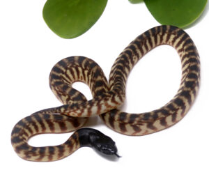 90-9A-Blackhead-Python_2025_1-300x264 90-9A Blackhead Python_2025_1