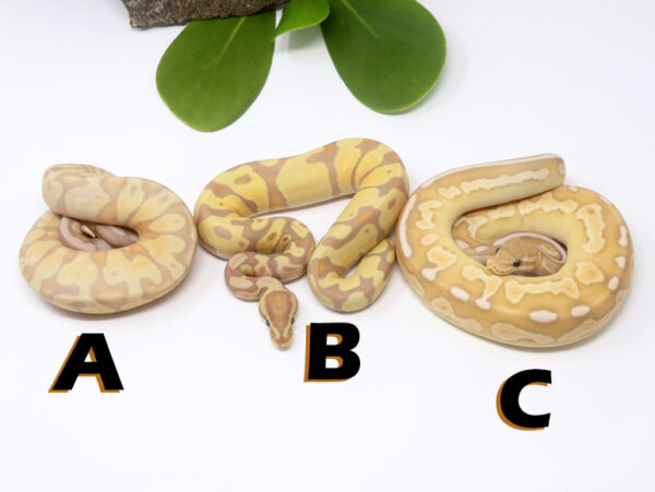 gb1488-600x451 Ball Pythons and other Reptiles for sale