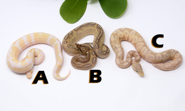 gb1490-600x360 Ball Pythons and other Reptiles for sale