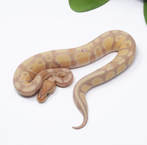 54-10C-Banana_2025_1-300x296 54-10C Banana_2025_1