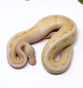 54-12C-Banana-Genetic-Stripe-Butter-bee_2025_1-284x300 54-12C Banana Genetic Stripe Butter bee_2025_1