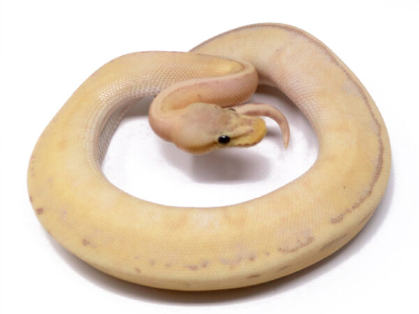54-14B-Banana-Genetic-Stripe-Pastel_2025_1-600x450 Ball Pythons and other Reptiles for sale