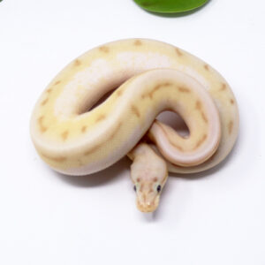 54-15A-Banana-Genetic-Stripe-Butter-bee_2025_1-300x300 54-15A Banana Genetic Stripe Butter bee_2025_1