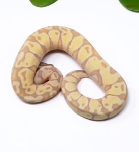 54-16B-Banana-Pastel_2025_1-274x300 54-16B Banana Pastel_2025_1