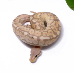 55-14C-Banana-HGW-Cinnamon_2025_1-300x297 55-14C Banana HGW Cinnamon_2025_1