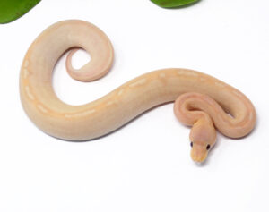 55-15C-Banana-Champagne_2025_1-300x237 55-15C Banana Champagne_2025_1