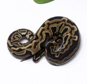 55-2C-Tristripe-GHI_2025_1-300x290 55-2C Tristripe GHI_2025_1