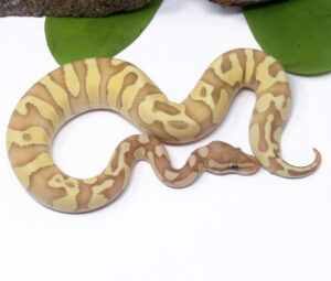 55-6B-Banana-Raven-Enchi-Butter-FM_2025_1-300x255 55-6B Banana Raven Enchi Butter (FM)_2025_1