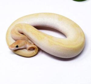 55-6C-Banana-Champagne-Enchi-Raven-FM_2025_1-300x279 55-6C Banana Champagne Enchi Raven (FM)_2025_1
