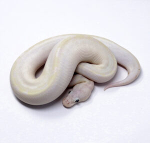 55-9B-Bamboo-Blue-Eye-Leucistic_2025_1-300x286 55-9B Bamboo Blue Eye Leucistic_2025_1