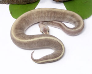 56-11A-GHI-Kingpin-Pastel_2025_1-300x242 56-11A GHI Kingpin Pastel_2025_1