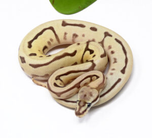 56-2B-Leopard-Mojave-Spider-Enchi_2025_1-300x273 56-2B Leopard Mojave Spider Enchi_2025_1