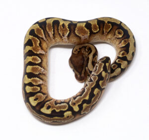 56-3A-HGW-Calico-YB_2025_1-300x281 56-3A HGW Calico YB_2025_1