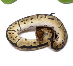 56-6C-Clown-OD_2025_1-300x272 56-6C Clown OD_2025_1