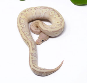 56-8C-Banana-HGW-Pastave_2025_1-300x286 56-8C Banana HGW Pastave_2025_1