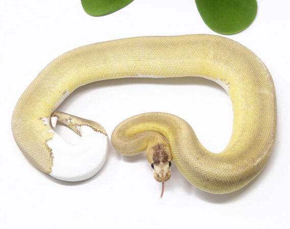 Champagne Mojave DR (Male)