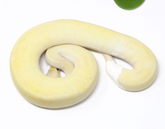 Banana Champagne Pewter (Male)