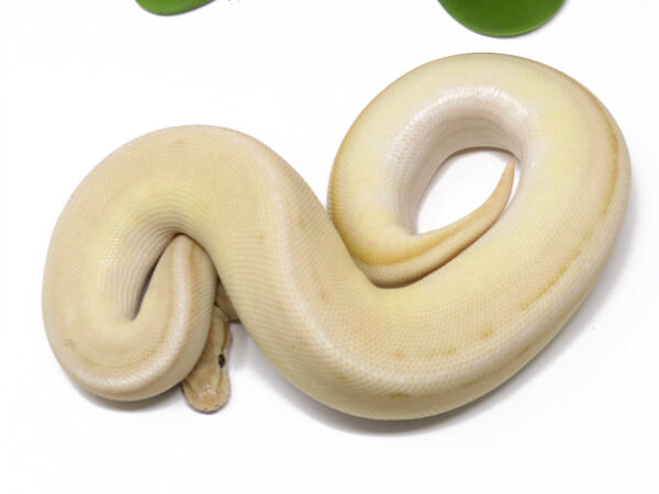 Banana Genetic Stripe Butter (Male)