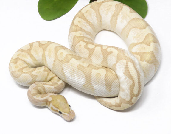 Banana Bamboo HGW (Male)