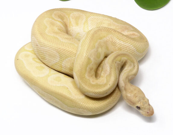Banana Clown Mojave (Male)