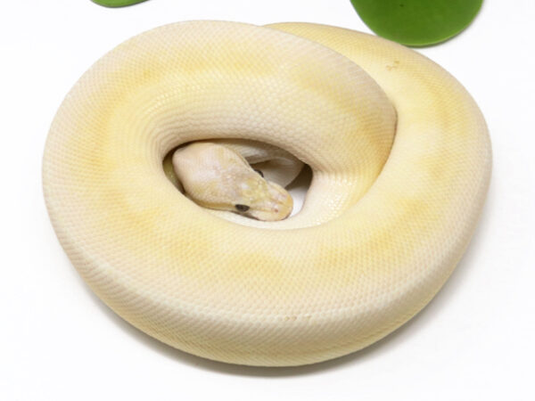 Banana Sterling Butter (Male)