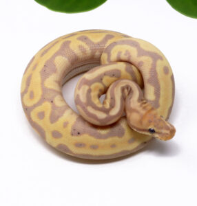 56-15B-Banana-Leopard-Spotnose_2025_1-286x300 56-15B Banana Leopard Spotnose_2025_1