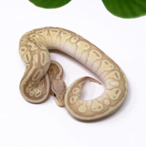 57-6A-Banana-Pastel-Butter_2025_1-298x300 57-6A Banana Pastel Butter_2025_1