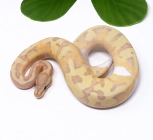 57-8C-Banana-Pied-Enchi_2025_1-300x275 57-8C Banana Pied Enchi_2025_1