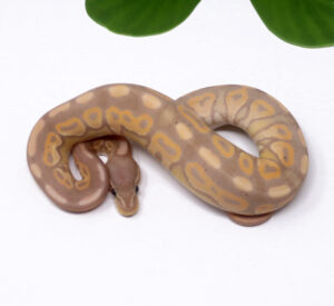 57-9A-Banana-Cinnamon-Poss-Het-Sunset_2025_1-300x275 57-9A Banana Cinnamon Poss Het Sunset_2025_1