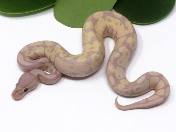 103-12A-Super-Banana_2024_1-600x450 Ball Pythons and other Reptiles for sale