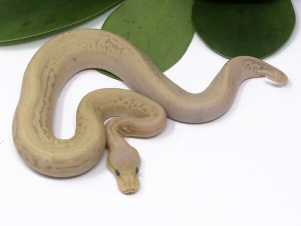 Banana Gargoyle Pastel (Male)
