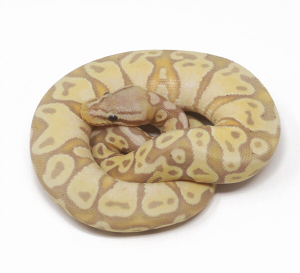 Banana Pastel (Female)