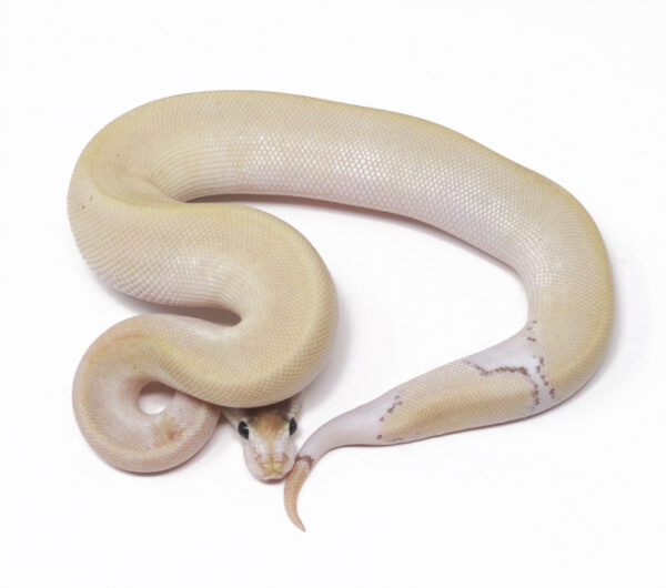 Champagne Bongo Mojave (Male)