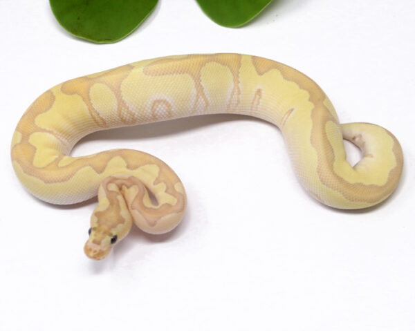 Banana Clown Enchi Butter (Male)