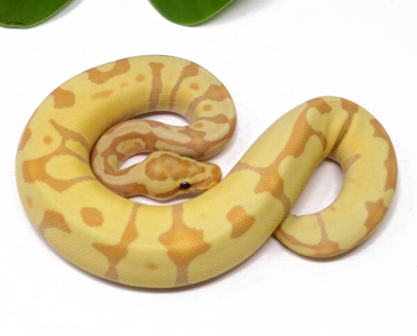 Banana Leopard Enchi (Male)