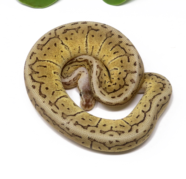 66-15c-Pastave-Pin-Fire_2025_1 Ball Pythons and other Reptiles for sale
