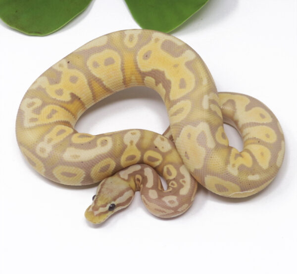 66-17a-Banana-Pastel_2025_1-600x552 Ball Pythons and other Reptiles for sale