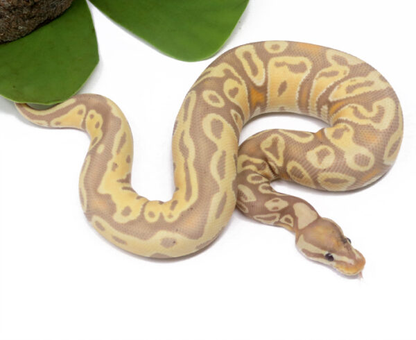 66-17b-Banana_2025_1-600x490 Ball Pythons and other Reptiles for sale